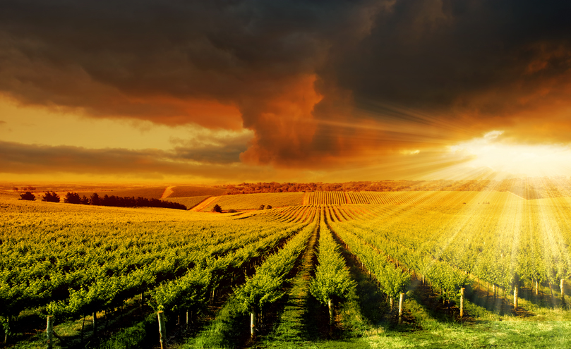 Amazing Vineyard Sunset Adelaide