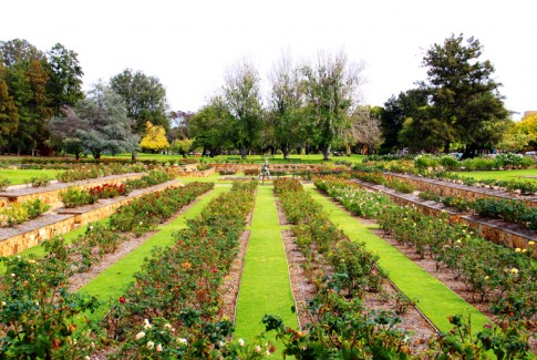 Formal Rose Garden - Veale Gardens, Adelaide, Australia