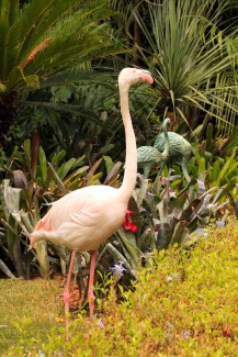 Greater Flamingo grooming - Phoenicopterus ruber roseus in Adelaide