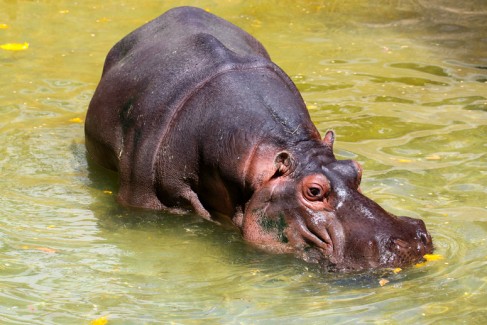 Hippopotomus Amphibius. Adelaide Zoo, Adelaide, Australia