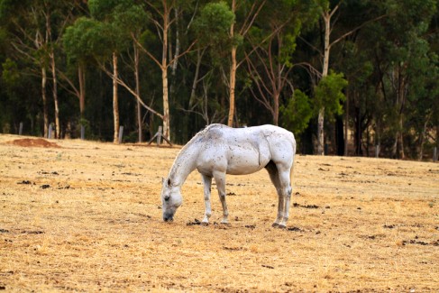 Horse Grazing on dry grass in sloped paddock. North Adelaide Parklands, Adelaide, Australia