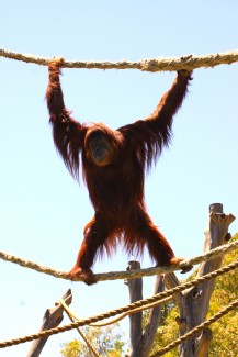 Karta, the Sumatron Orangutan. Adelaide Zoo, Australia
