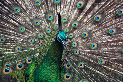 Male Green Peafowl (Peacock) - Pavo muticus - Adelaide