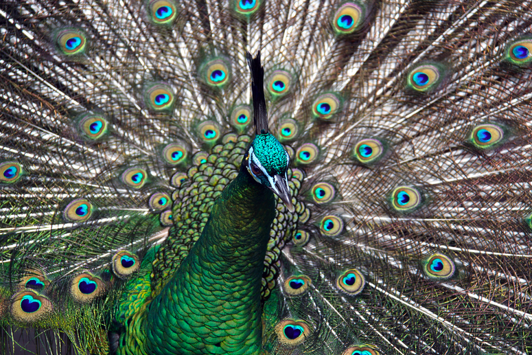 Male Green Peafowl (Peacock) - Pavo muticus - Adelaide