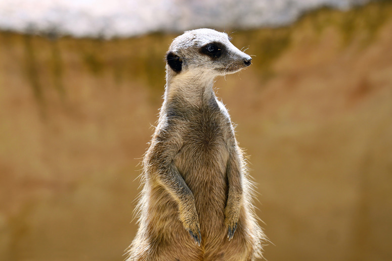 Meerkat (Surikate) standing upright as Sentry - Suricata suricat