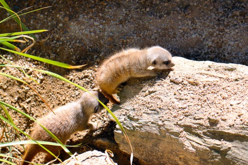 One Month Old Baby Meerkats - Suricata suricatta Adelaide Zoo