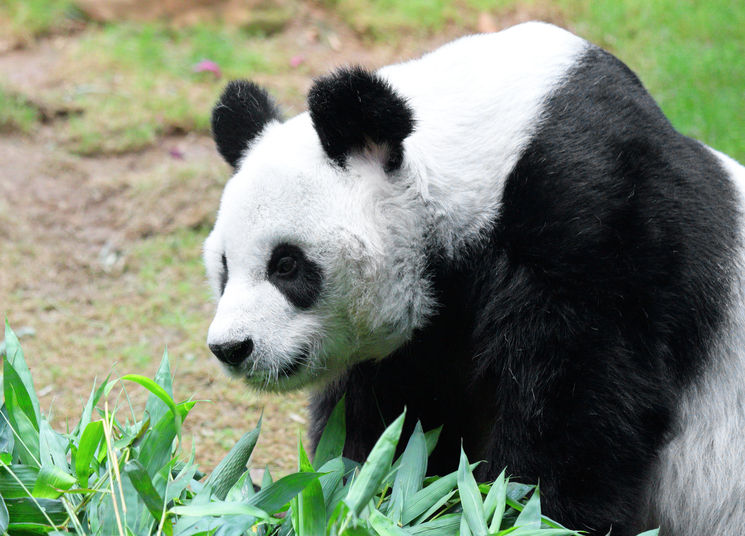 Panda in Adelaide