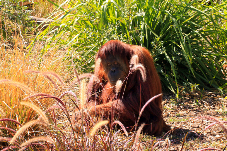 Sumatran Orangutan camouflaged by grasses. Adelaide Zoo, Adelaide