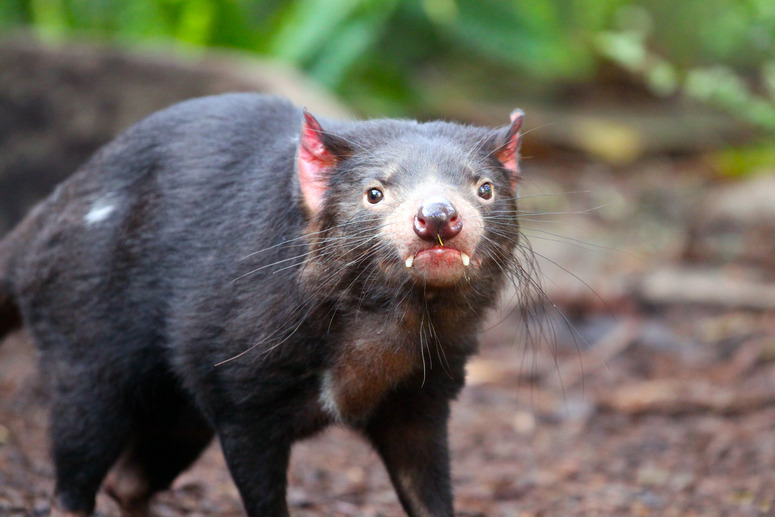 Tasmanian Devil - Sarcophilus harrisii in Adelaide