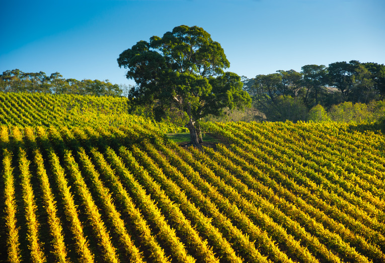 Vine Rows Adelaide