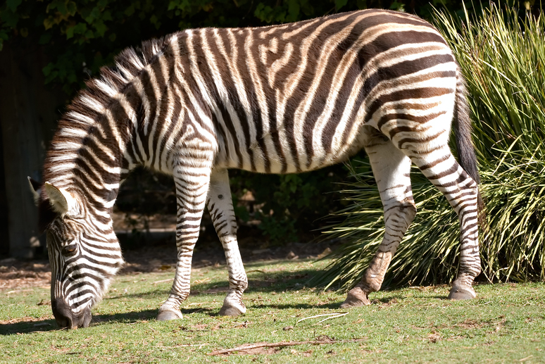 zebra eating grass in Adelaide