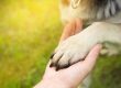 pet trusts in australian estate planning