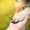 pet trusts in australian estate planning